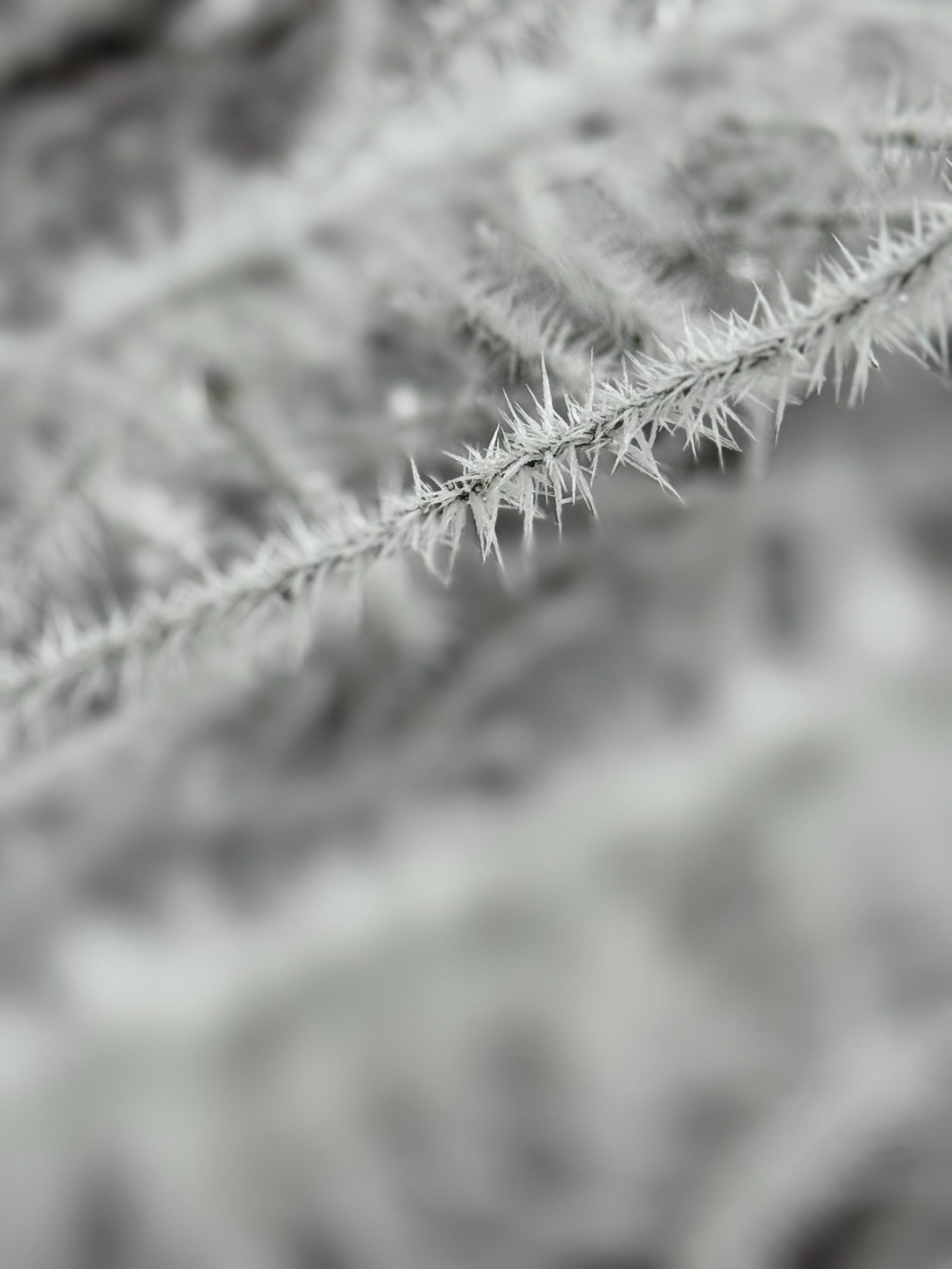 Raureif Winter in Störmthal